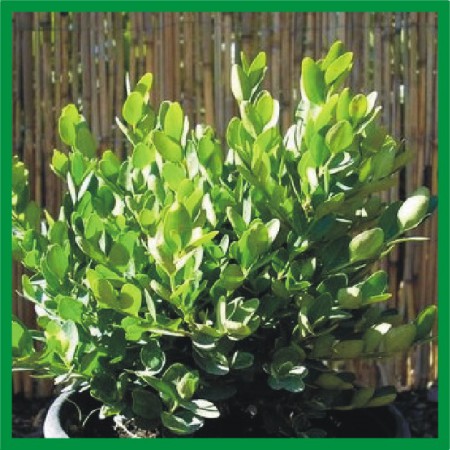 Buxus sempervirens "Globosa" - krušpán vždyzelený